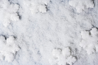 Snow cherry blossoms bird hanami - ground free wallpaper