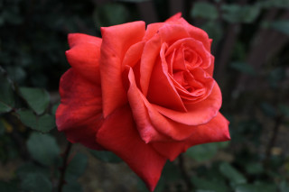 Red rose green leaves bokeh - the background and a blurry background behind free wallpaper