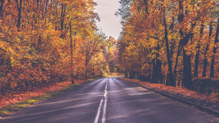 Autumn leaves forest city sunset - orange free wallpaper