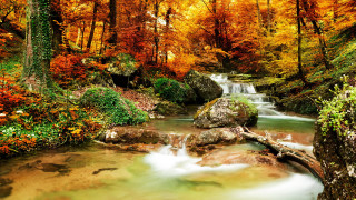 Autumn forest stream waterfall bridge - a stream free wallpaper