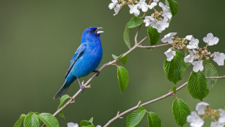Blue bird branch white flowers 2 - branch free wallpaper