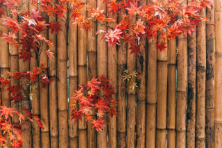 Bamboo fence red leaves architecture - blunt free wallpaper