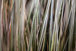 Grass water droplets macro photorealism 2 - a close up of a bunch free wallpaper