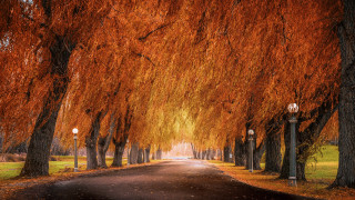 Tree street lamp autumn embers - street free wallpaper