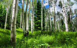 Forest greenery path sunlight shade - tall tree free wallpaper