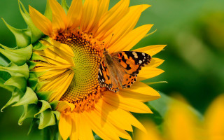 Butterfly sunflower field summer vibrant - bernd fasching free wallpaper for desktop