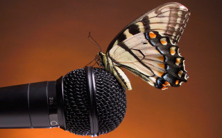 Butterfly microphone ecological art macro - a microphone in front free wallpaper