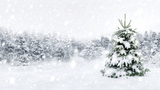 Small christmas tree snowy forest - an ambient occlusion free wallpaper