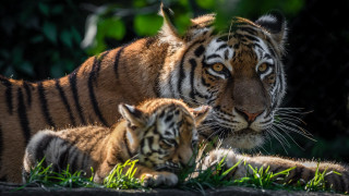 Mother tiger cubs grass sunlight - the grass together free wallpaper
