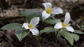 White flower lily leaves woods - naturalism free wallpaper