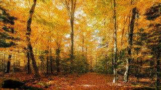 Autumn woodland leaves fall fire - a few yellow leaf free wallpaper
