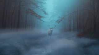 Deer foggy forest path magic - volumetric fog free wallpaper