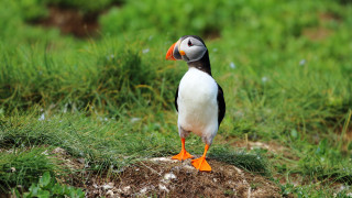 Bird orange beak dirt grass - orange beak free wallpaper