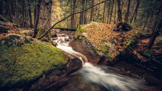 Forest stream moss rocks bridge - fallen free wallpaper