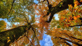 Autumn trees leaves sky nature - a view free wallpaper