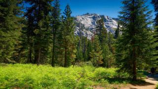 Woodland trail mountain person park - forest free wallpaper