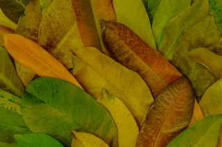 Leaves table top warm colors - warm free wallpaper