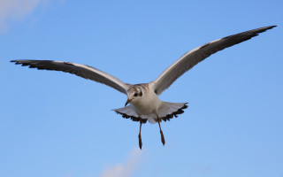 Bird flying wings spread blue 2 - shallow free wallpaper