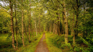 Forest path autumn leaves bushes - both side of it free wallpaper
