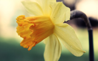 Yellow flower black stem blurry - a yellow flower free wallpaper