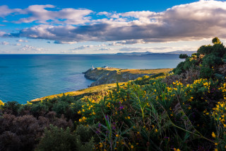 Scenic water yellow flowers cloudy - scenic free wallpaper