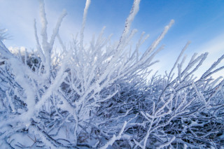 Snow covered trees blue sky 3 - a microscopic photo free wallpaper