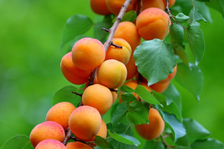 Apricots branch leaves green background - ripe free wallpaper
