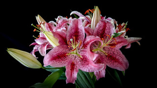 Pink flowers bouquet black background - a bouquet free wallpaper