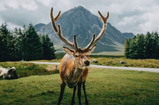 Deer antlers field mountains road - douglas robertson bisset free wallpaper