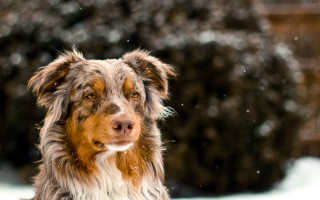 Dog snow shiba inu bokeh - free winter wallpaper