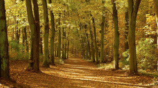 Forest path bench arts and - lot of trees free wallpaper