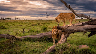 Lion fallen tree field background - fallen free wallpaper