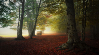 Cabin woods fog sunlight magic - a painting of a cabin free wallpaper