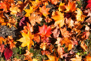 Autumn leaves butterflies fire bug - the grass free wallpaper