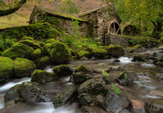 Lush green forest stream stone - a lush green forest next free wallpaper