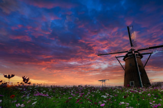 Windmill field flower sunset pink - impressionist free wallpaper