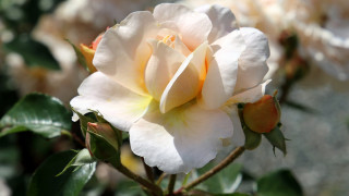 White rose yellow center garden - other flower free wallpaper