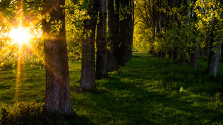 Sunbeam forest path autumn nature - tree and grass free wallpaper