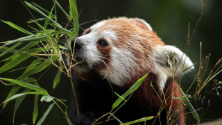 Red panda bamboo green leaves - green foliage free wallpaper