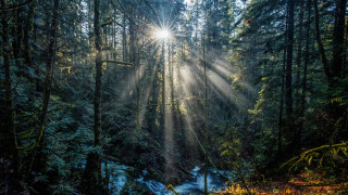 Sunbeam forest snowlight puzzle lens - sunlight free wallpaper