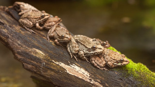 Frogs branch moss forest macro - the branch free wallpaper