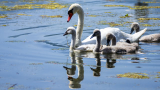 Swans babies lake food naturalism - food free wallpaper