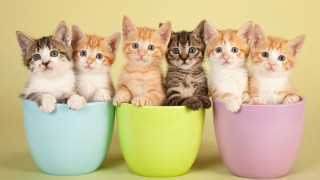 Kittens row cup yellow background - furry free wallpaper