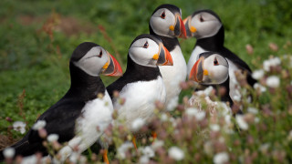 Birds green field flower bokeh - a group of birds free wallpaper