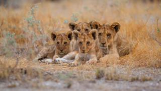 Three lions grass wildlife photography - looking free wallpaper