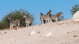 Zebras hill sun trees blue - a blue sky free wallpaper