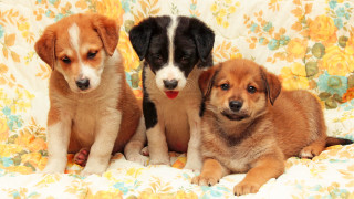 Three puppies floral blanket smiling - chang daichien free wallpaper