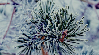 Pine tree snow ice bokeh - snow and ice free wallpaper