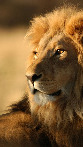 Lion mane big face wildlife - a portrait free wallpaper