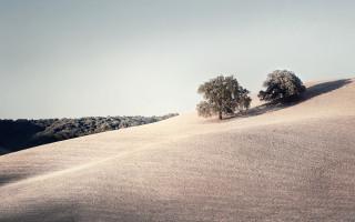 Hillside trees beach landscape matte - a couple of trees free wallpaper